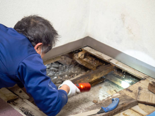 Best Health and Safety Mold Remediation in Fairview, TN