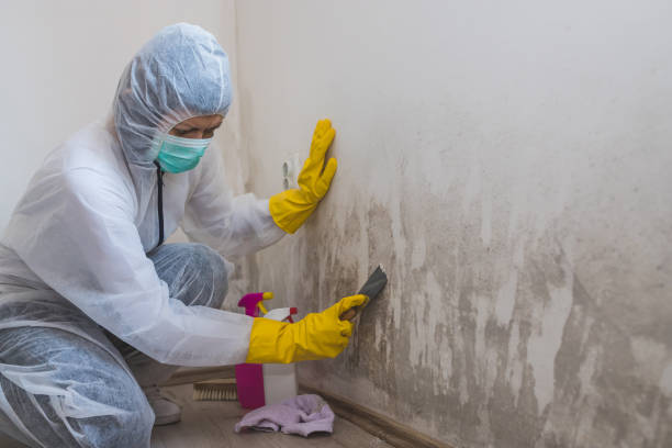Best Insurance-Related Mold Remediation in Fairview, TN