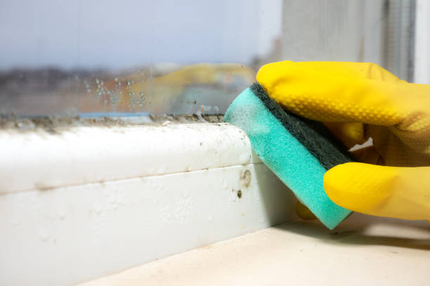 Best Kitchen Mold Remediation in Fairview, TN