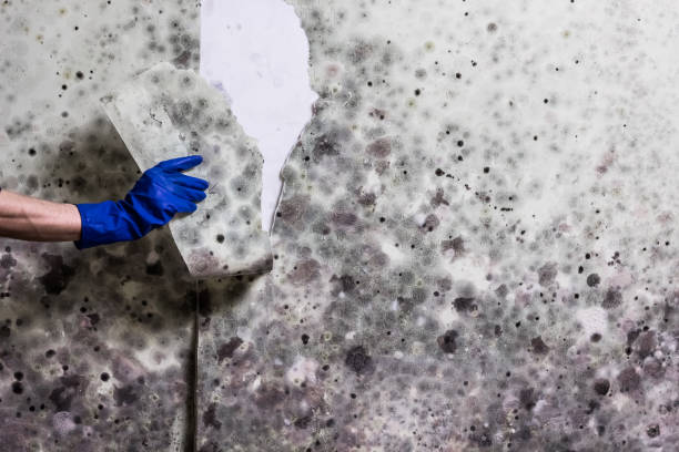 Best Black Mold Remediation in Fairview, TN